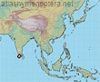Lasioglossum nathanae