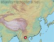Distribution Macropis orientalis
