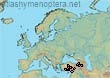 Lasioglossum hethiticum