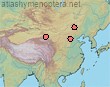 D. (Dasypoda) sichuanensis Wu 2000