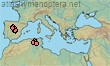 Lasioglossum xanthopus soreli