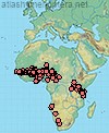 Pseudapis interstitinervis