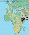 Lasioglossum arabs