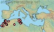 Nomioides minutissimus maurus