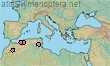 Lasioglossum femorale