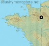Bombus (Subterraneobombus) subterraneus (L., 1758)