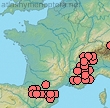 Crabro peltatus