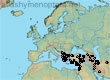 Halictus (Seladonia) cephalicus (278 specimens)