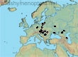 Halictus (Seladonia) semitectus (108 specimens)