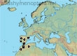 Halictus (Halictus) consobrinus (14 specimens)
