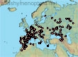 Halictus (Halictus) quadricinctus (778 specimens)