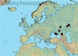 Halictus (Halictus) rossicus (8 specimens)