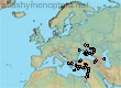 Halictus (Halictus) tetrazonianellus (58 specimens)
