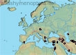 Nomiapis valga (56 specimens)
