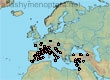 Lasioglossum (Evylaeus) griseolum (156 specimens)