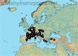 Lasioglossum (Evylaeus) politum (590 specimens)