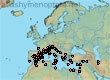 Lasioglossum (Evylaeus) transitorium (353 specimens)