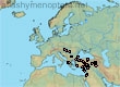 Lasioglossum (Evylaeus) damascenum (44 specimens)