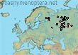 Bombus (Bombus) patagiatus (39 specimens)