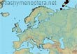 Bombus (Pyrobombus) glacialis (37 specimens)