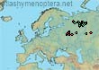 Bombus (Pyrobombus) modestus (63 specimens)