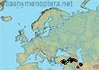 Bombus (Sibiricobombus) sulfureus (88 specimens)