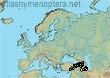 Bombus (Subterraneobombus) melanurus (307 specimens)