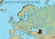 Bombus (Thoracobombus) velox (123 specimens)
