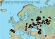 Bombus cullumanus serrisquama (383 specimens)