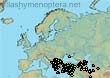 Bombus niveatus vorticosus (1591 specimens)
