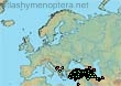 Bombus niveatus niveatus (2382 specimens)