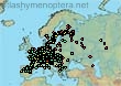 Macropis (Macropis) europaea (2540 specimens)