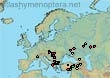 Dasypoda (Megadasypoda) braccata (600 specimens)
