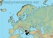 Dasypoda (Megadasypoda) frieseana (43 specimens)