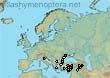Dasypoda (Megadasypoda) spinigera (306 specimens)