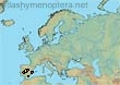 Melitta (Cilissa) iberica (18 specimens)