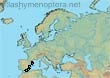 Melitta (Cilissa) murciana (118 specimens)