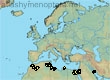 Andrena albifacies, 24 data