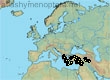 Andrena paganettina, 35 data