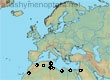 Andrena tadorna, 10 data