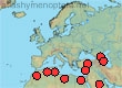 Thyreus elegans
