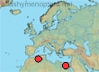 Amegilla montivaga