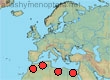 Anthophora alternans