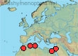 Anthophora scopipes