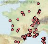 Ectemnius confinis