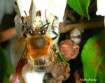 Anthophora plumipes male