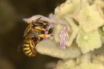 Anthidium sp.