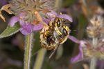 Anthidium manicatum