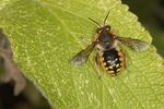 Anthidium manicatum