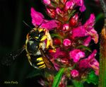 Anthidium manicatum (fem.)